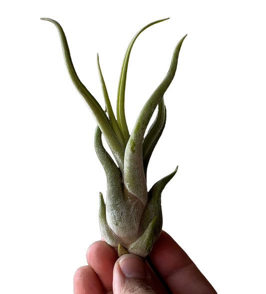 Todo lo que necesitas saber sobre las Tillandsias: Las plantas aéreas