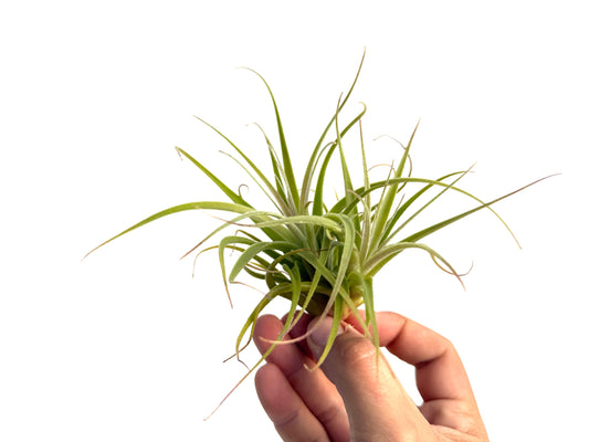 Guía Completa para Cuidar Tillandsias: Consejos de Riego, Luz y Temperatura