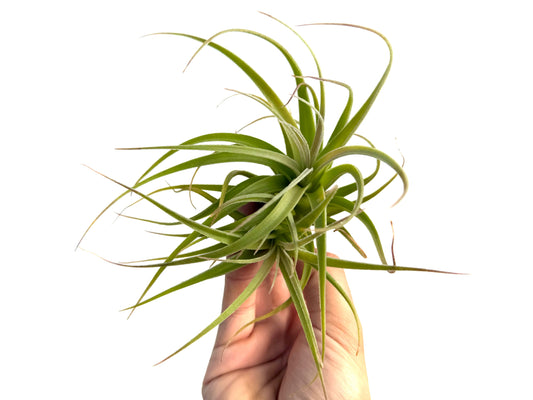 Tillandsia Leonamiana: Cuidados, Cultivo y Curiosidades