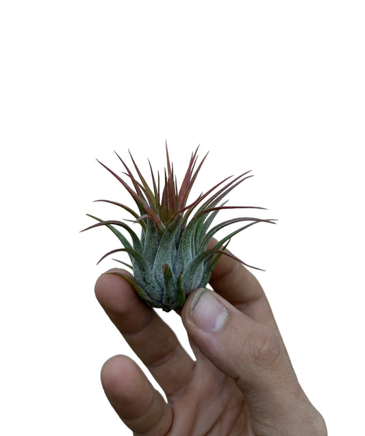 Tillandsia Ionantha Scaposa – Guía Completa sobre sus Cuidados y Diferencias
