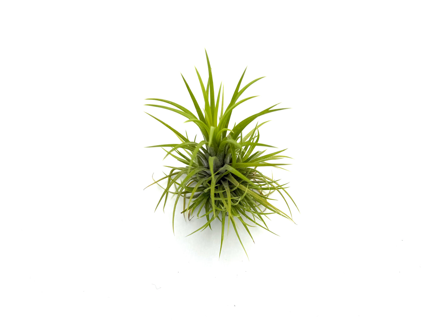 Ionantha Green Snow