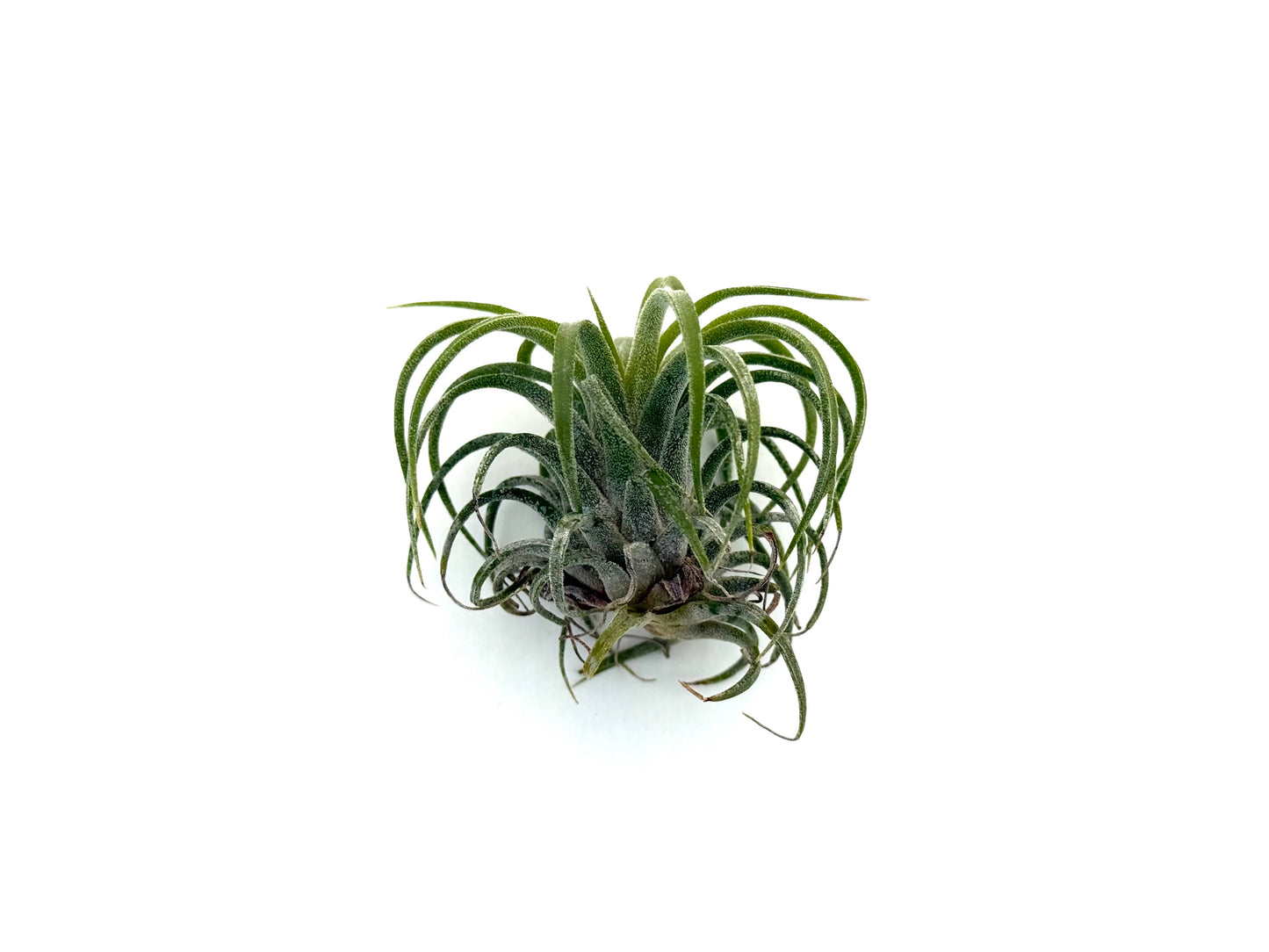 Ionantha Curly