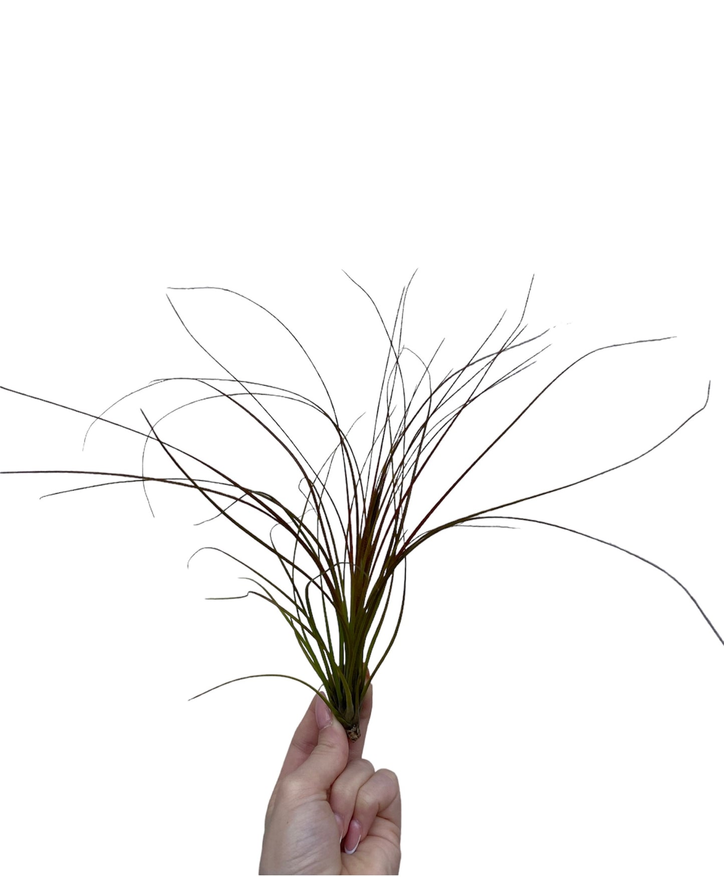Festucoides