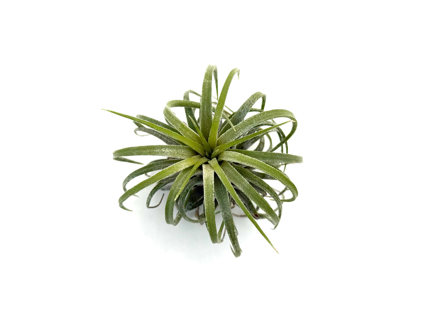 Ionantha Curly