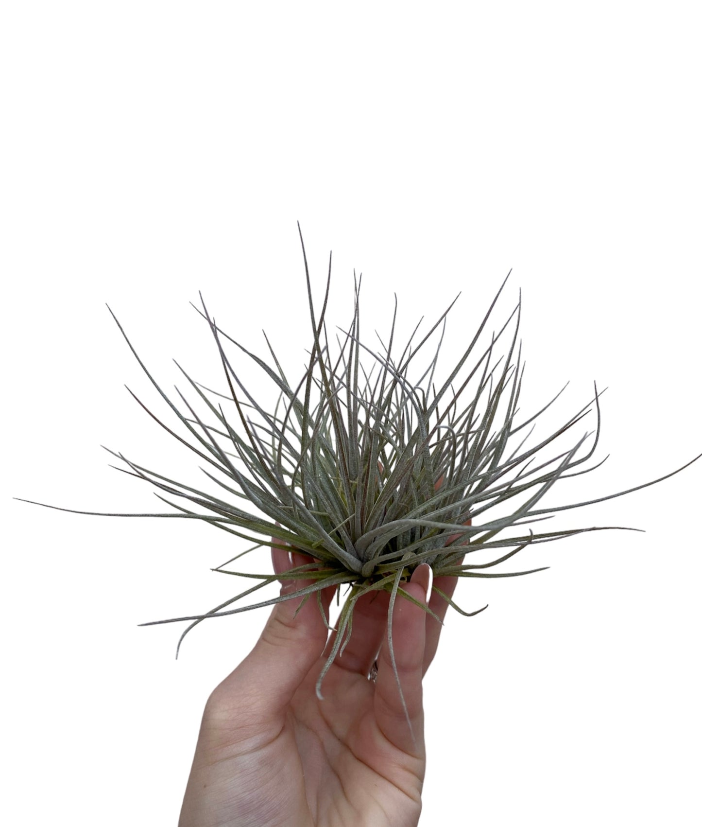 Bartramii mini clumb