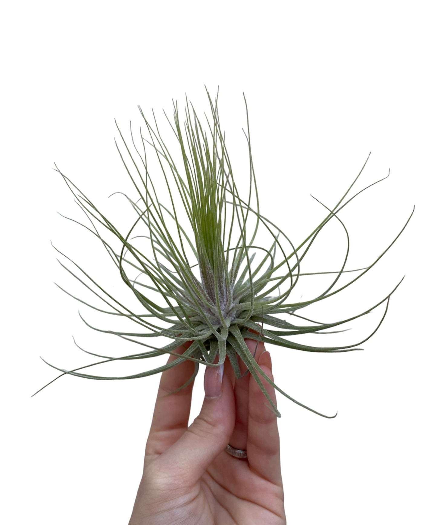 Magnesiana