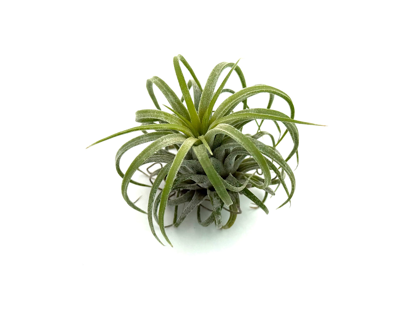 Ionantha Curly