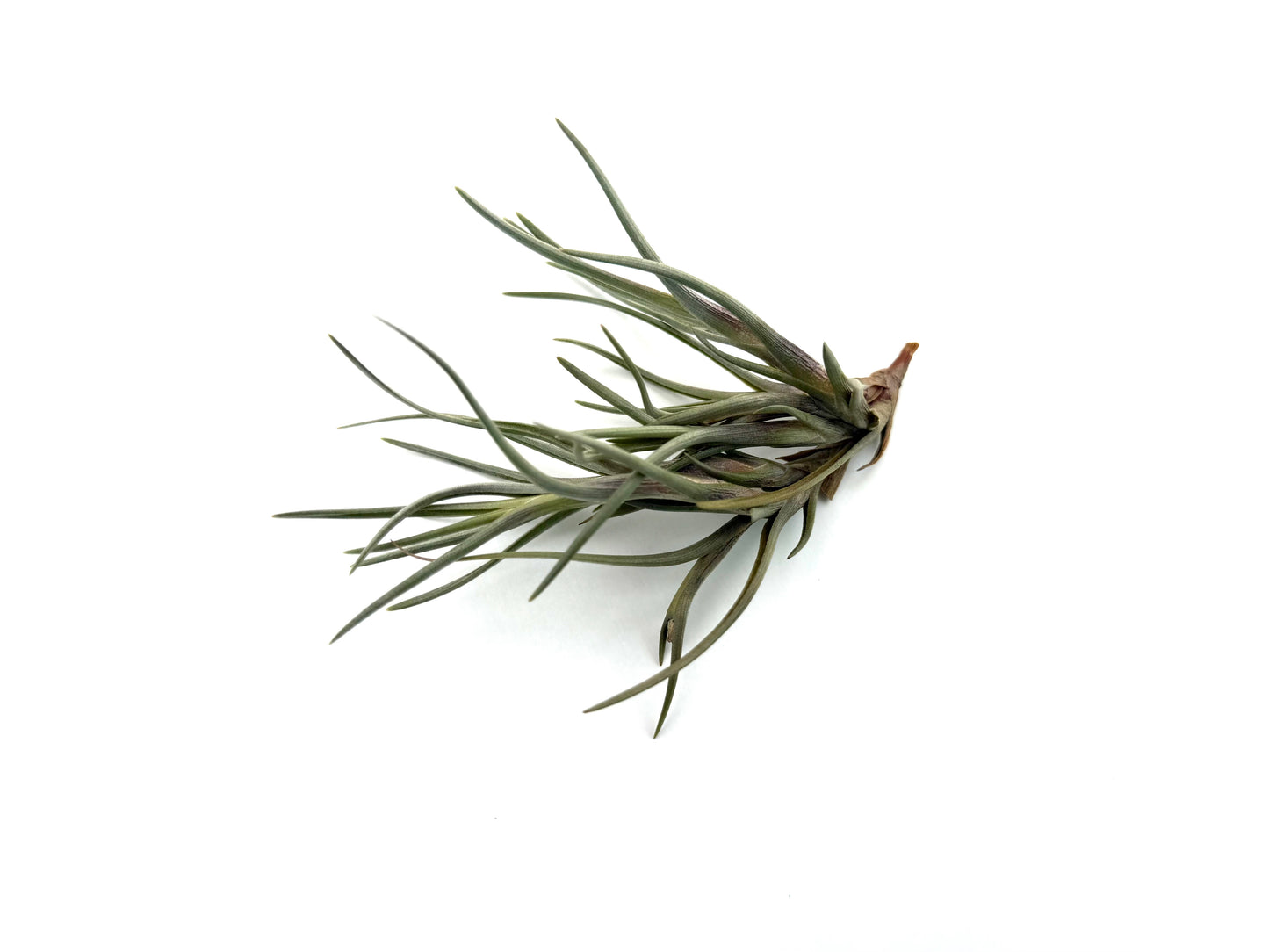 Albertiana
