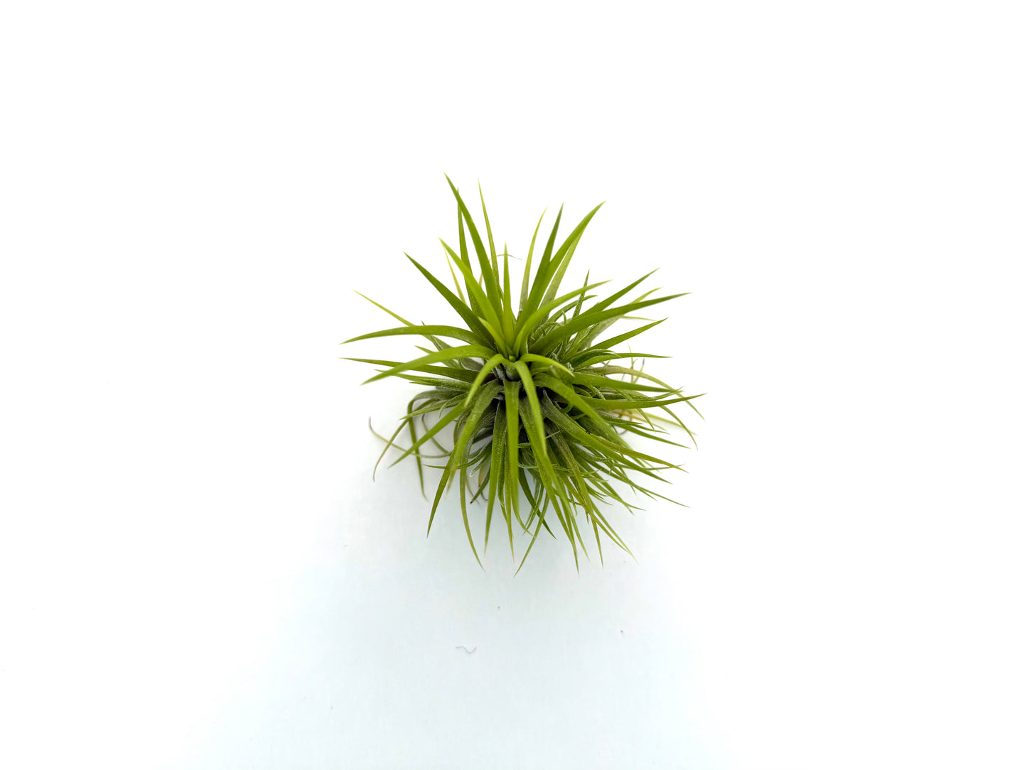 Ionantha Green Snow