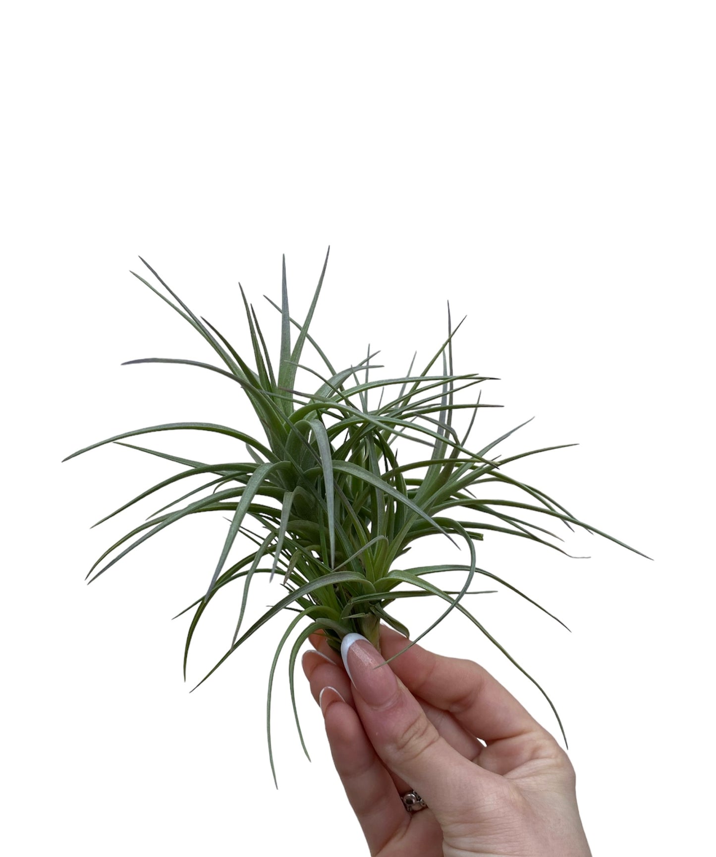 Tenuifolia