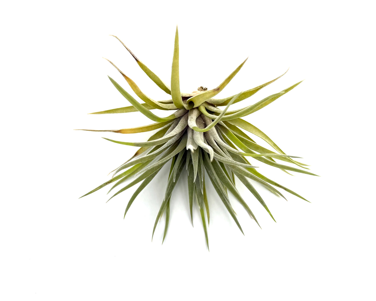 Plagiotropica