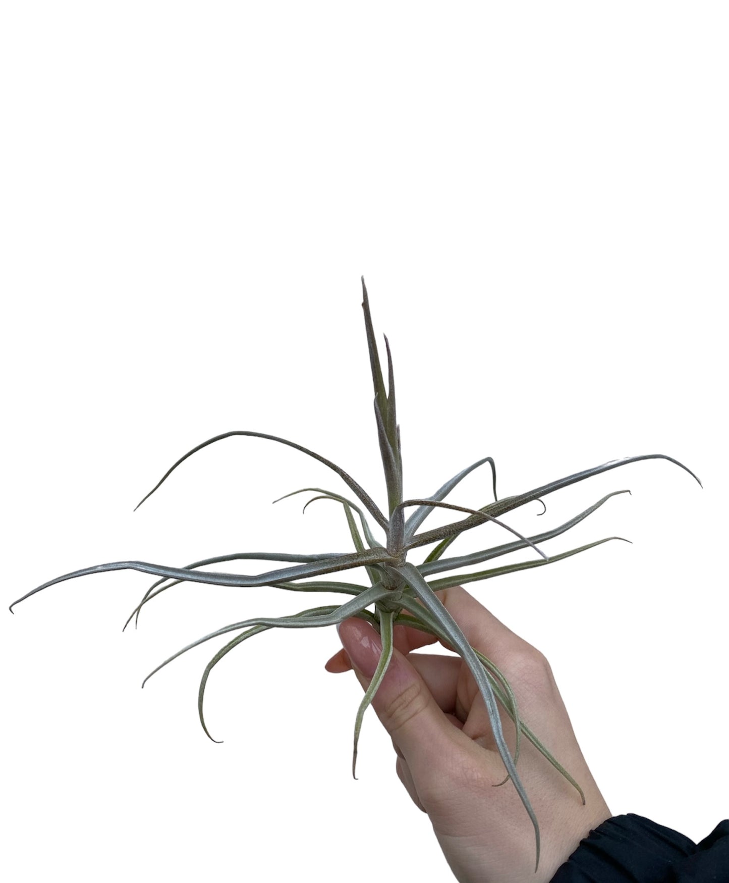 Reichenbachii