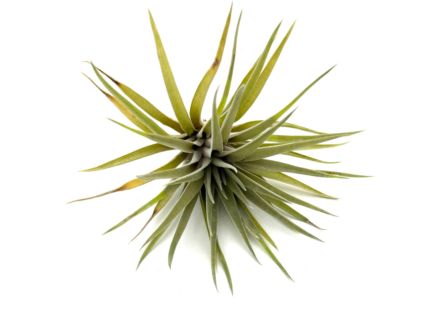 Plagiotropica