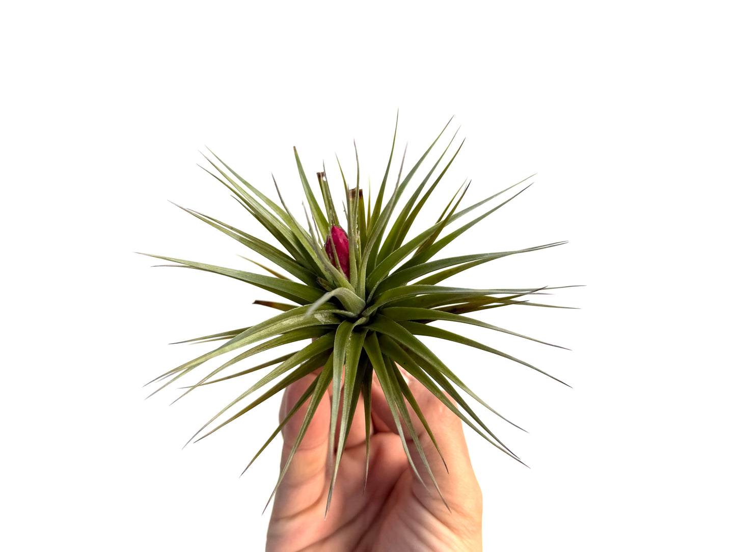 Aeranthos