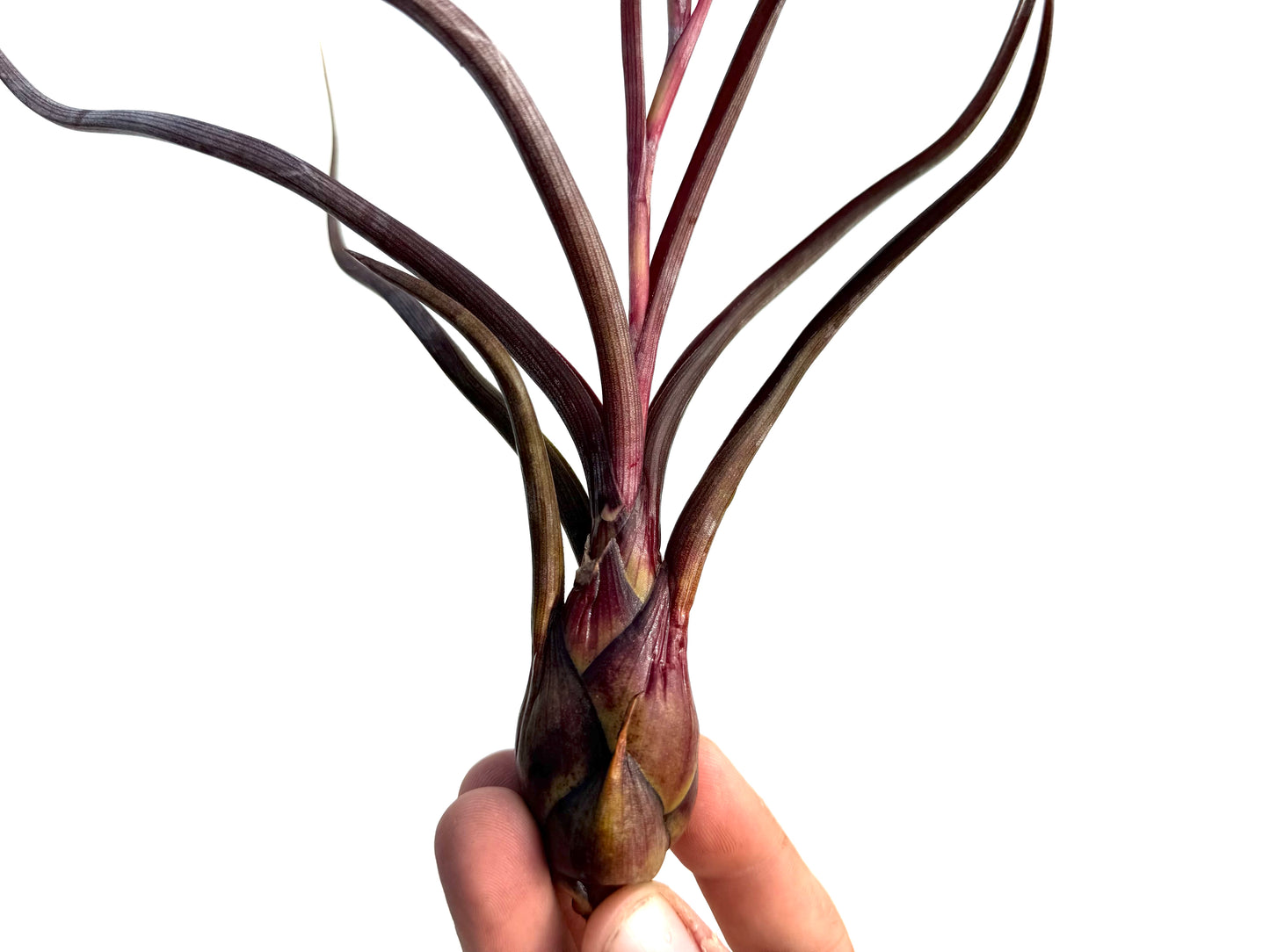 Pseudobaileyi