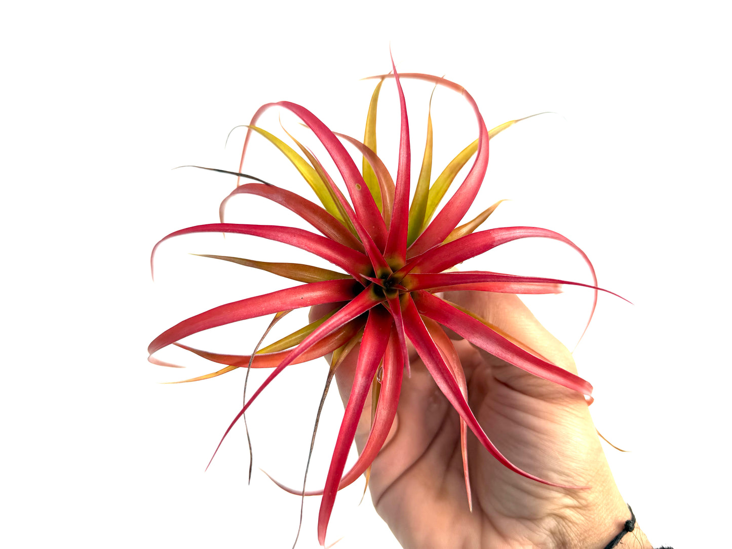 Capitata Peach