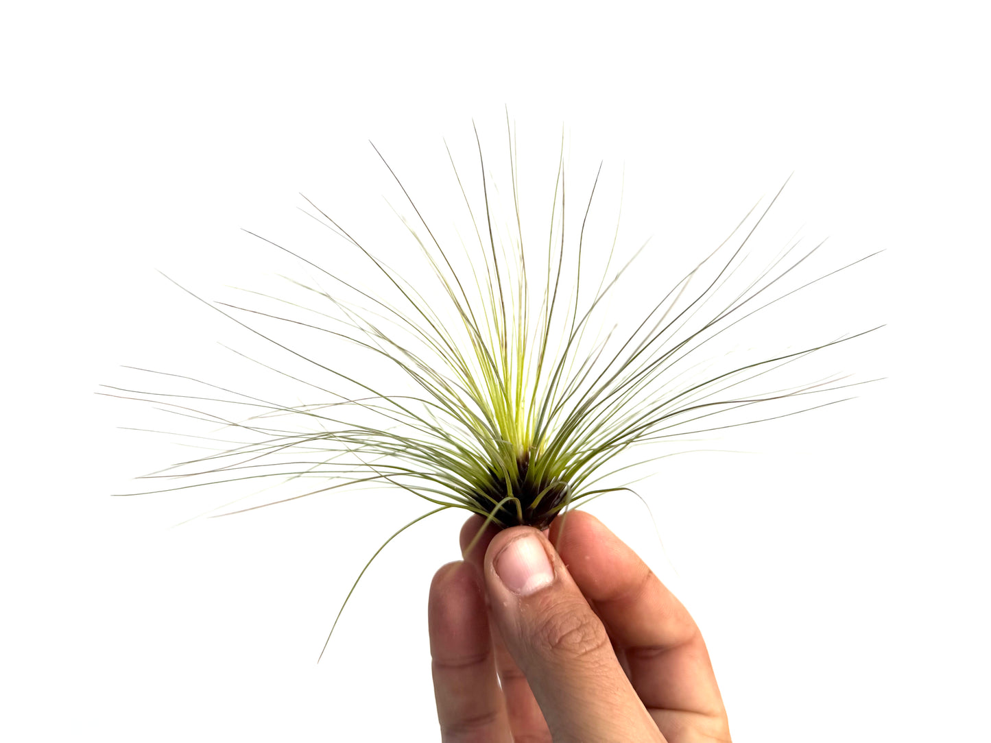 Filifolia
