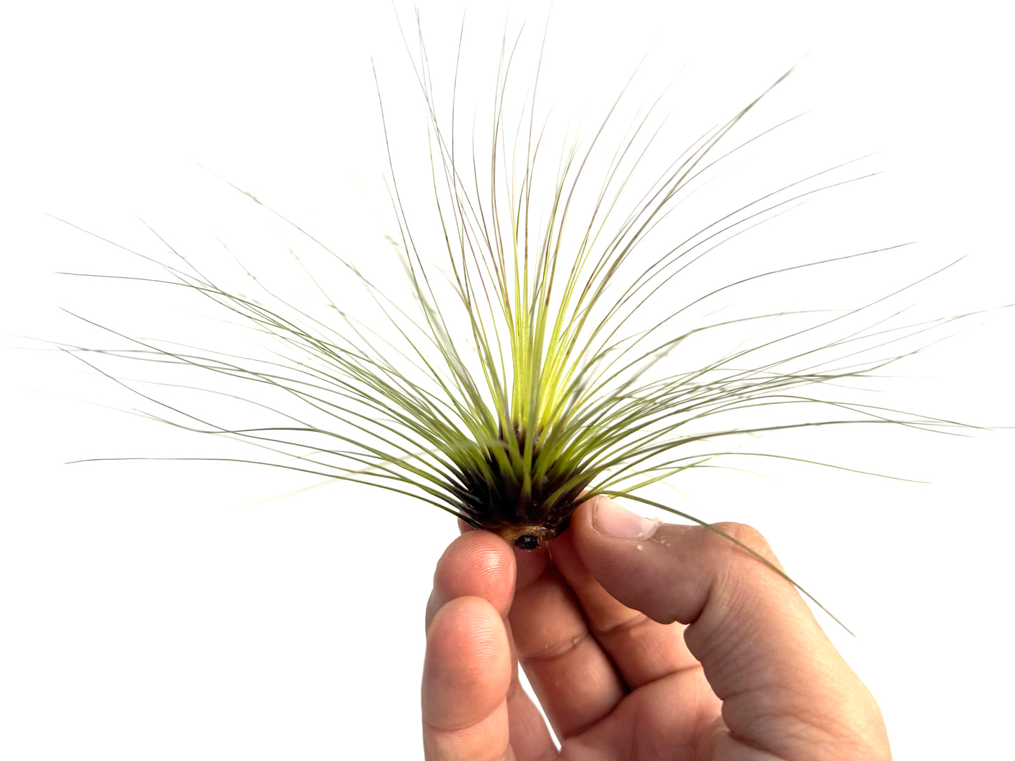 Filifolia