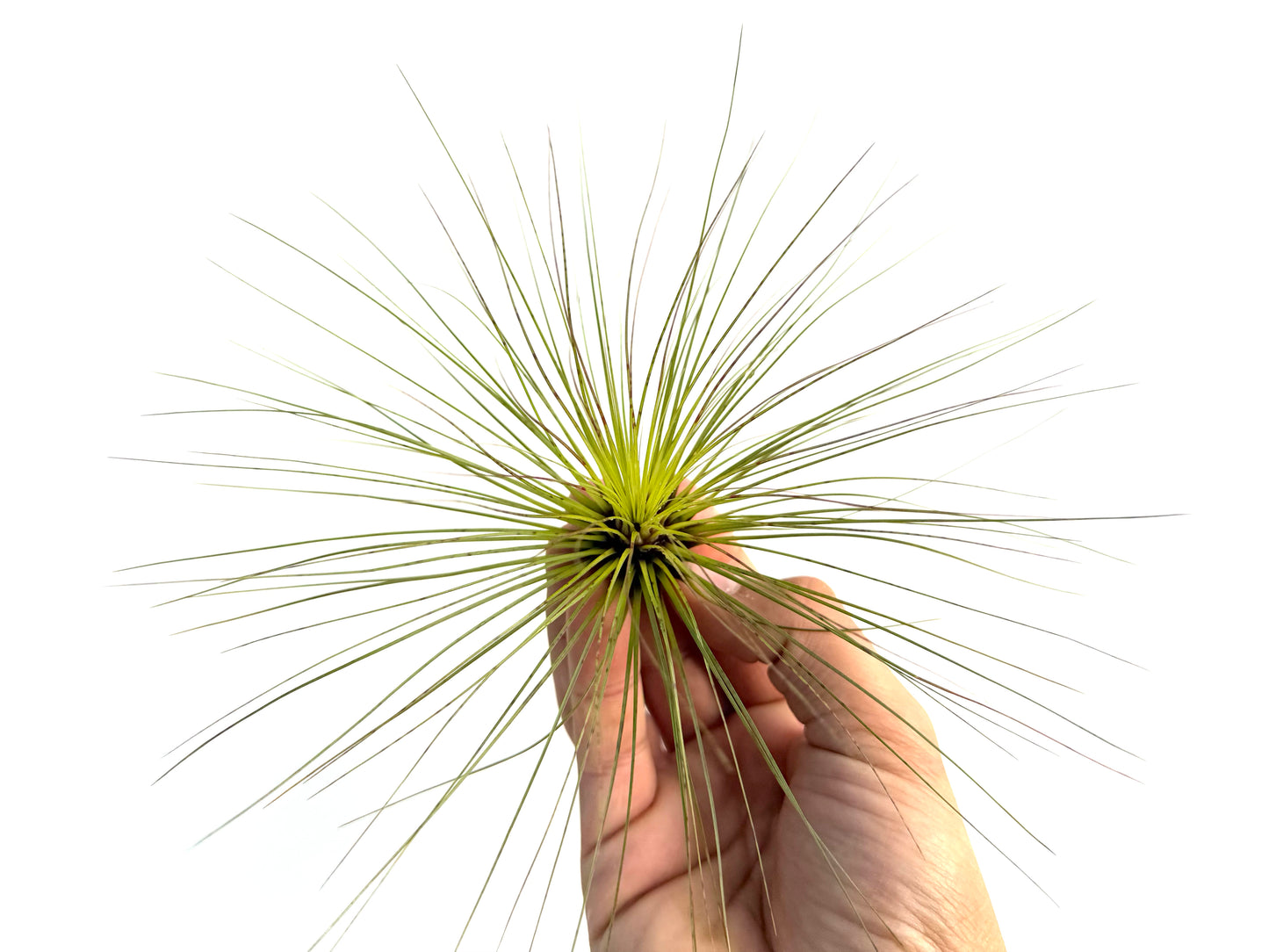 Filifolia