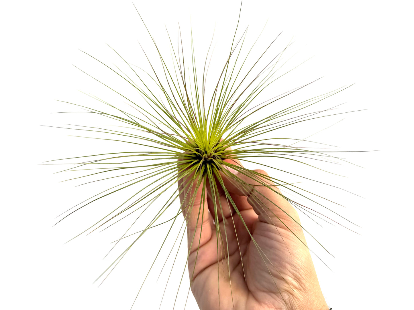 Filifolia