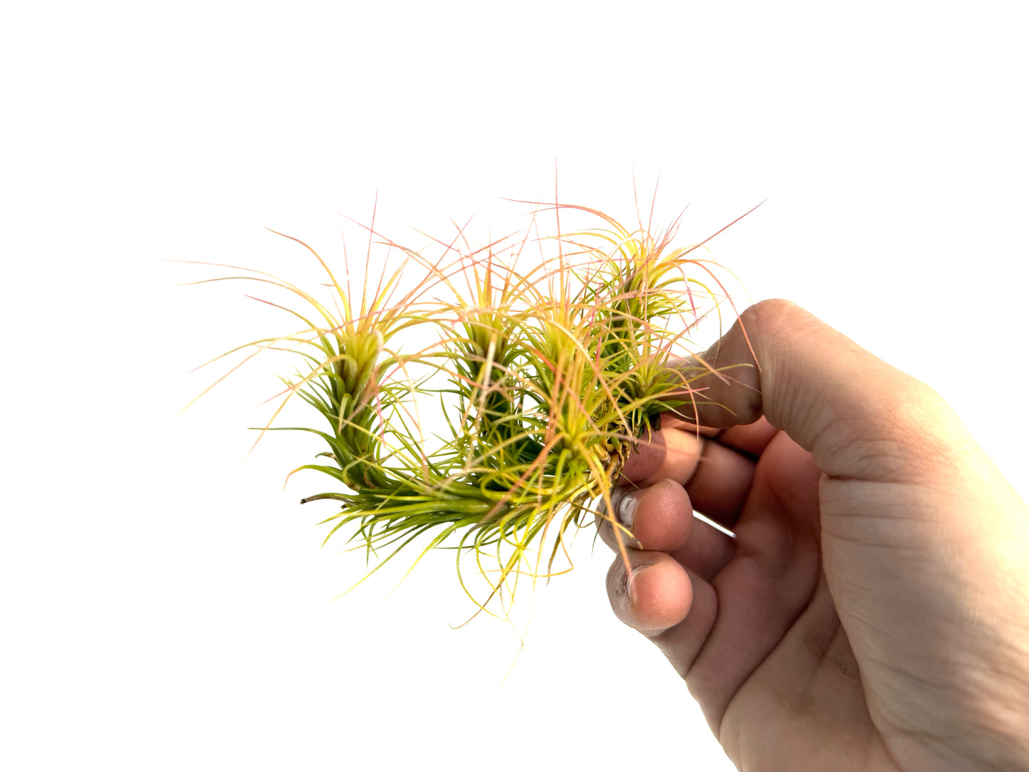 Funckiana