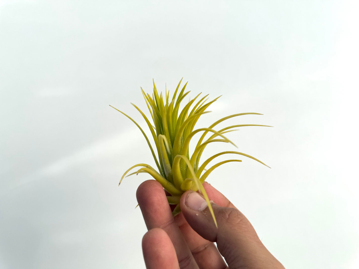 Ionantha Druid