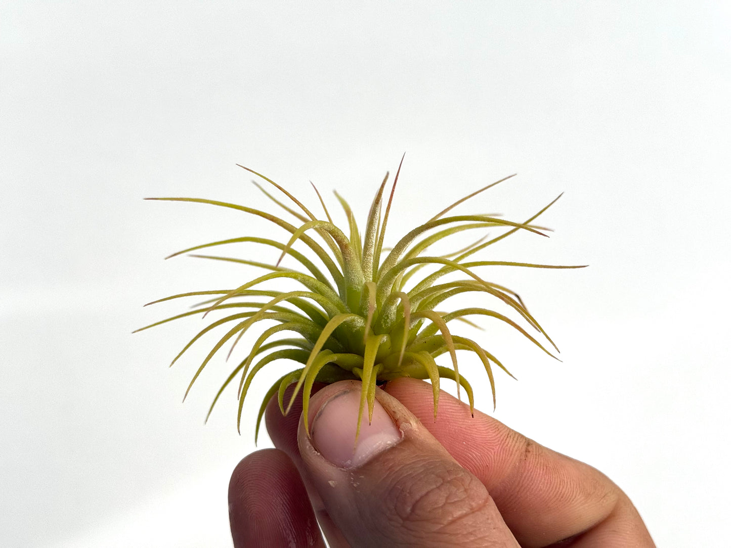 Ionantha var. ionantha
