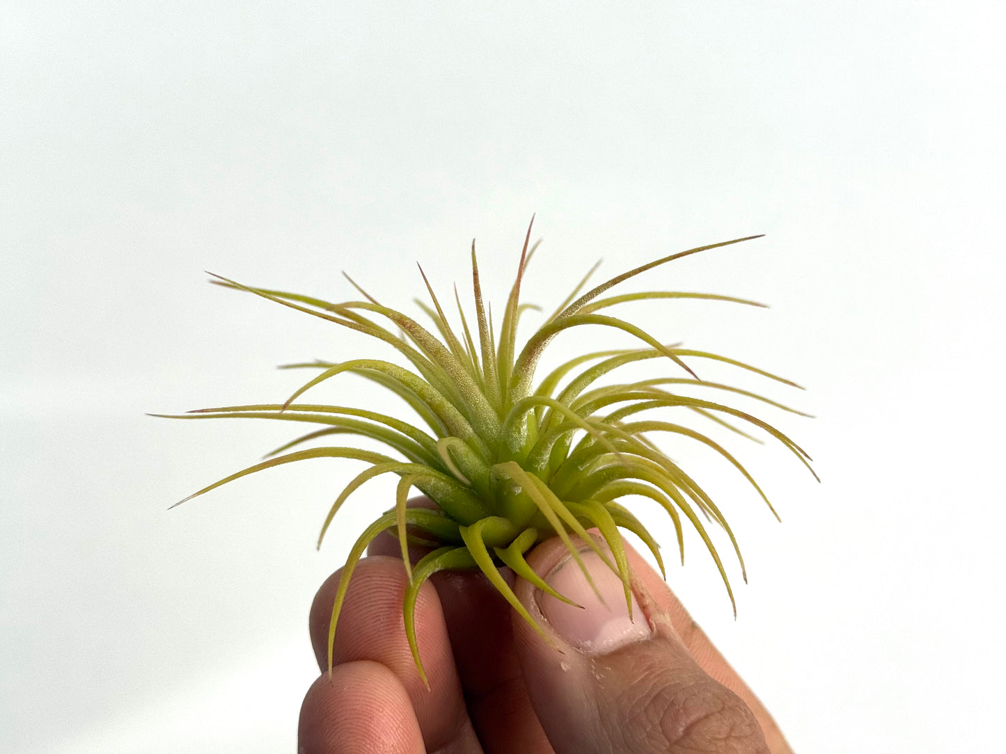 Ionantha var. ionantha