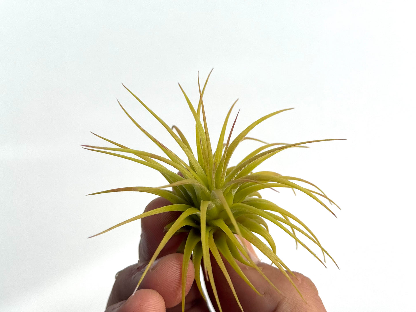 Ionantha var. ionantha