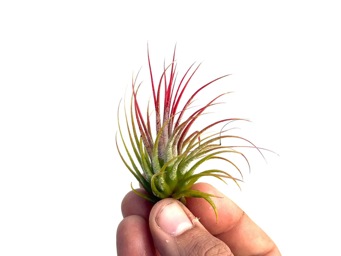 Ionantha var. rubra