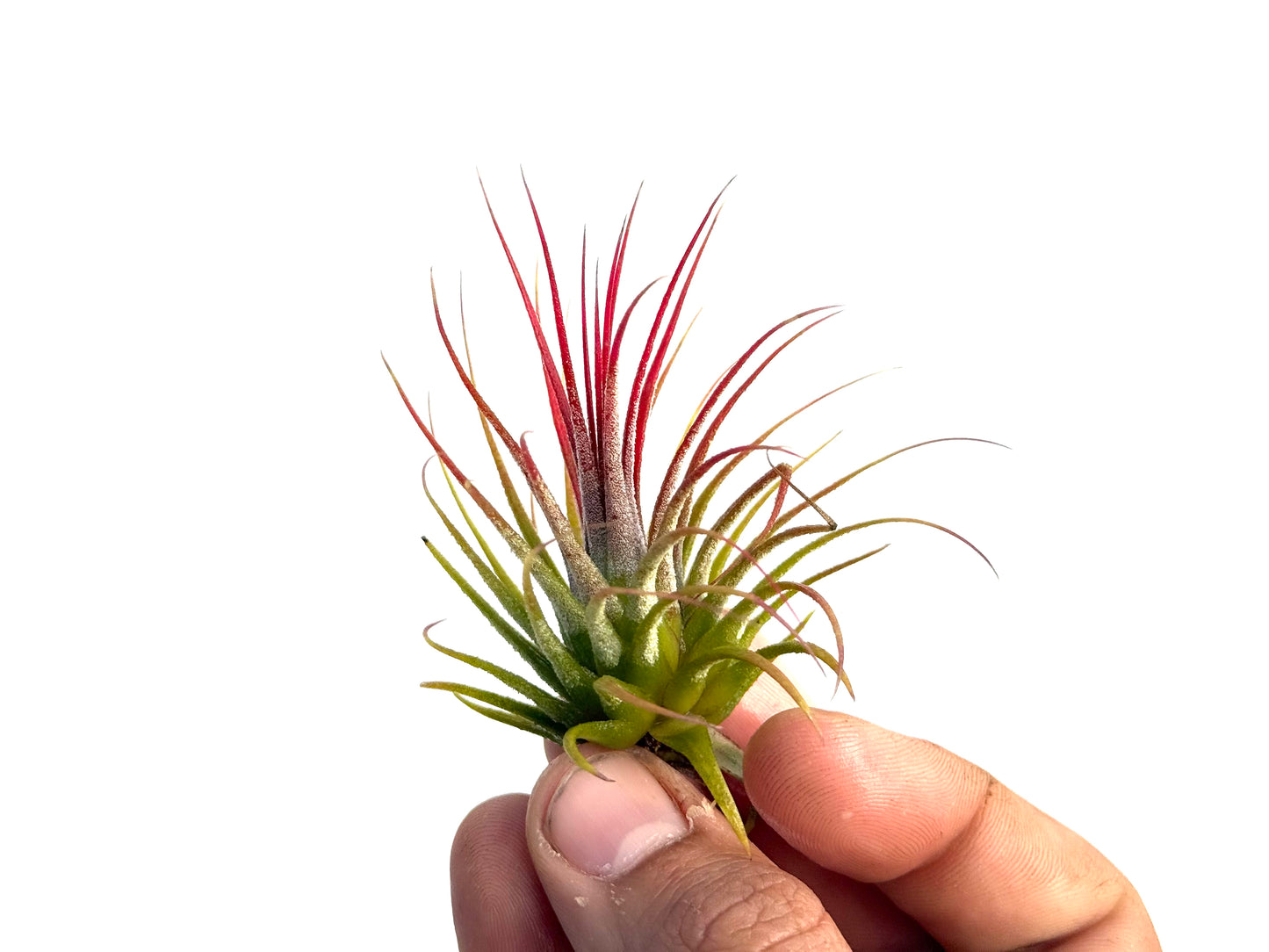 Ionantha var. rubra