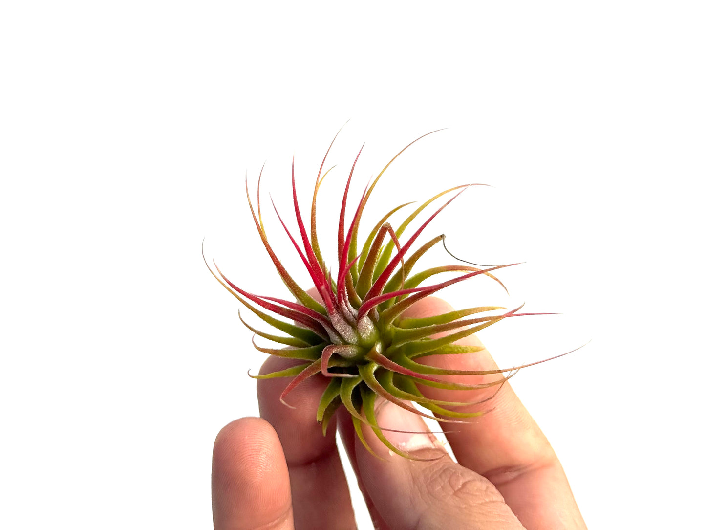 Ionantha var. rubra