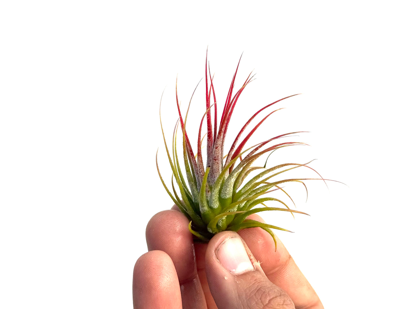 Ionantha var. rubra
