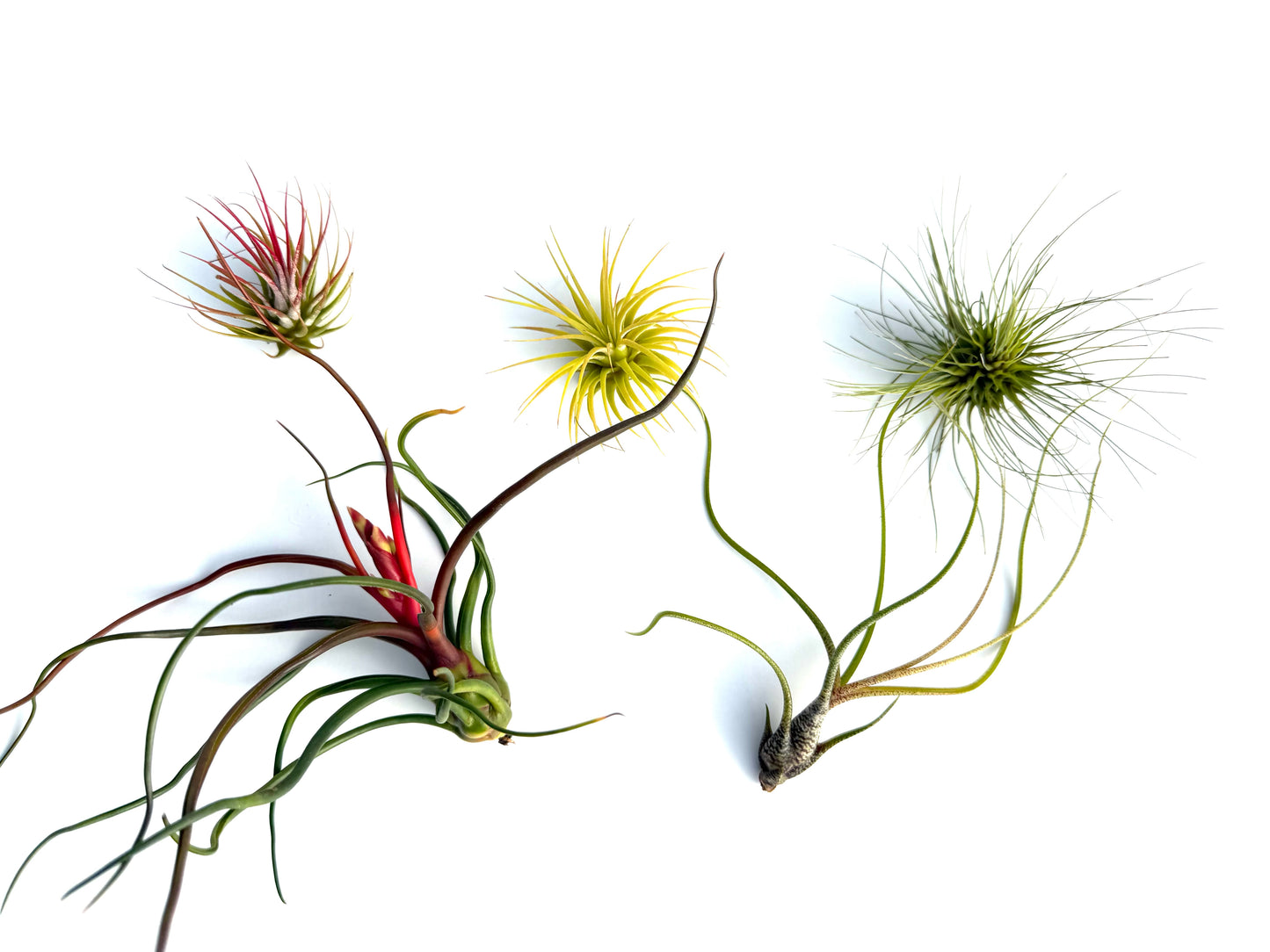 Pack 5 Tillandsias