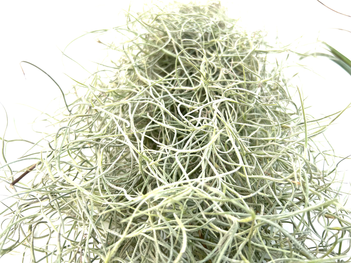 Pack Tillandsias Colgantes (5 especies seleccionadas)