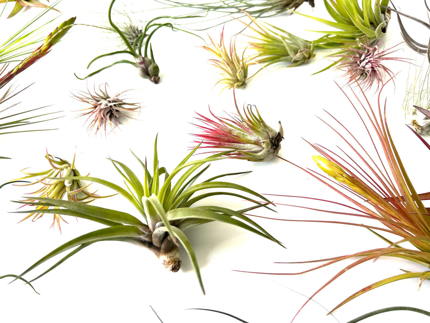 Pack 25 Tillandsias