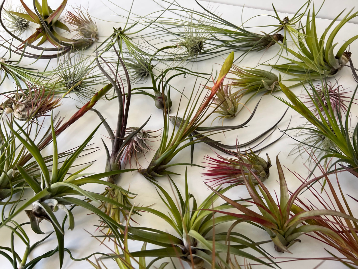 Pack 50 Tillandsias