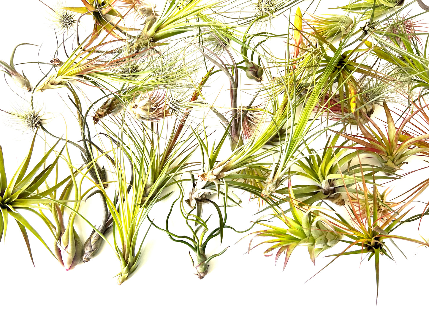 Pack 100 Tillandsias