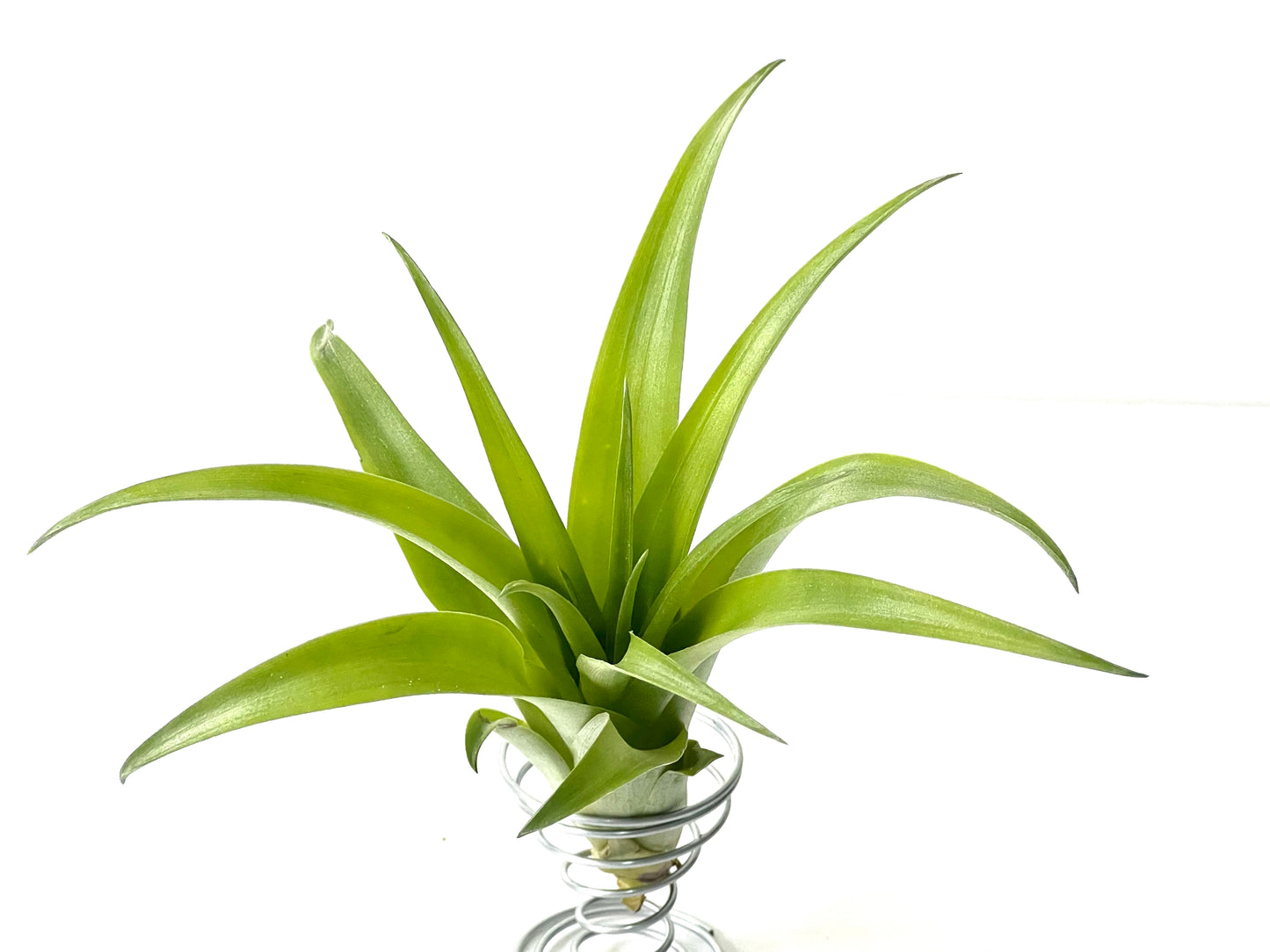 Flabellata var. rubra