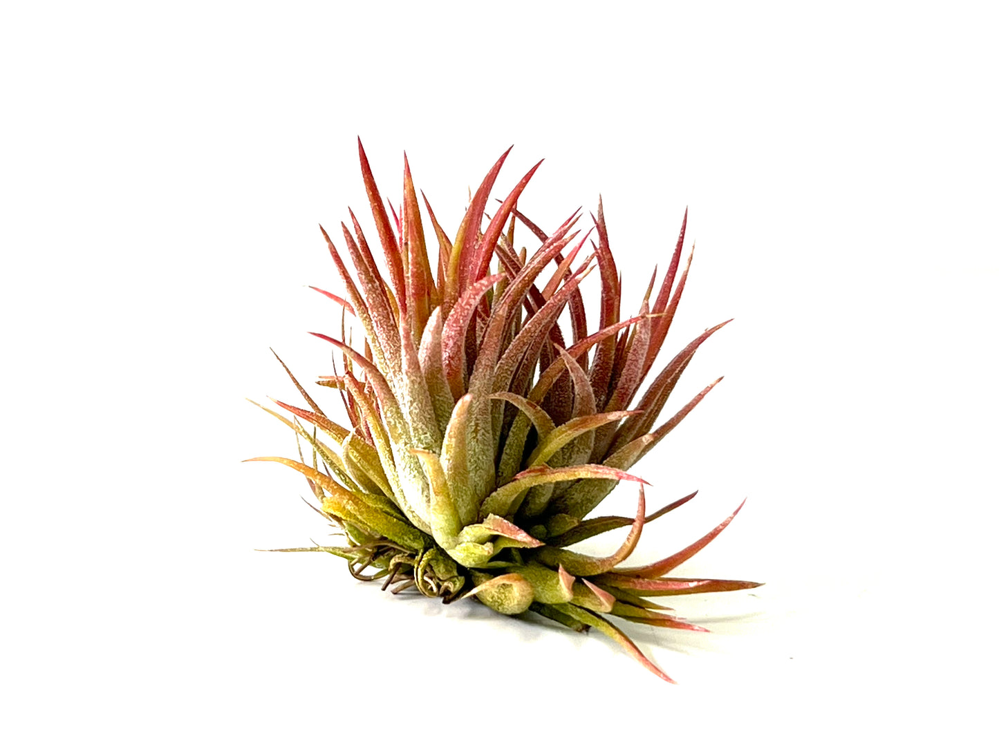 Ionantha Mexico