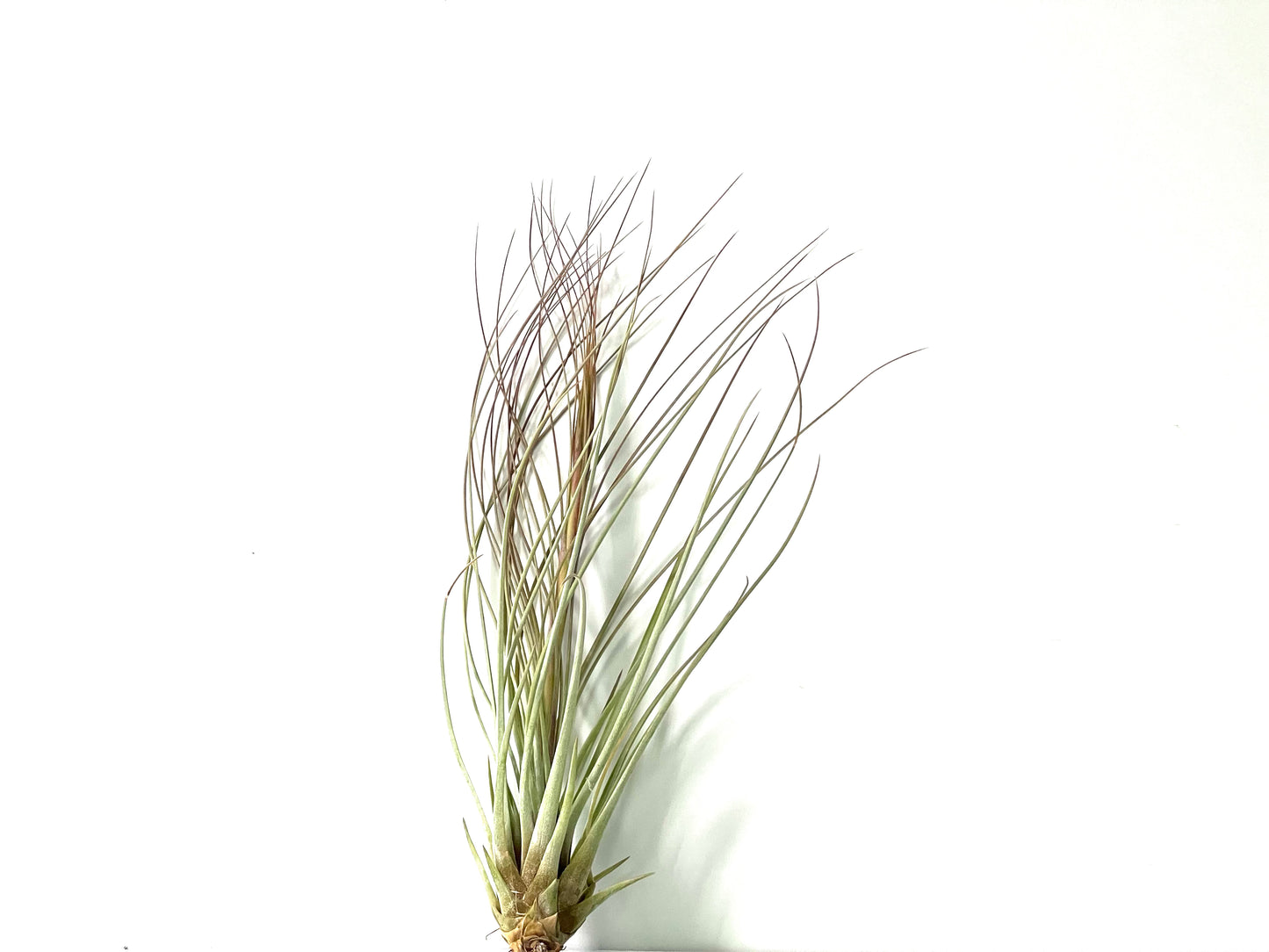 Juncea