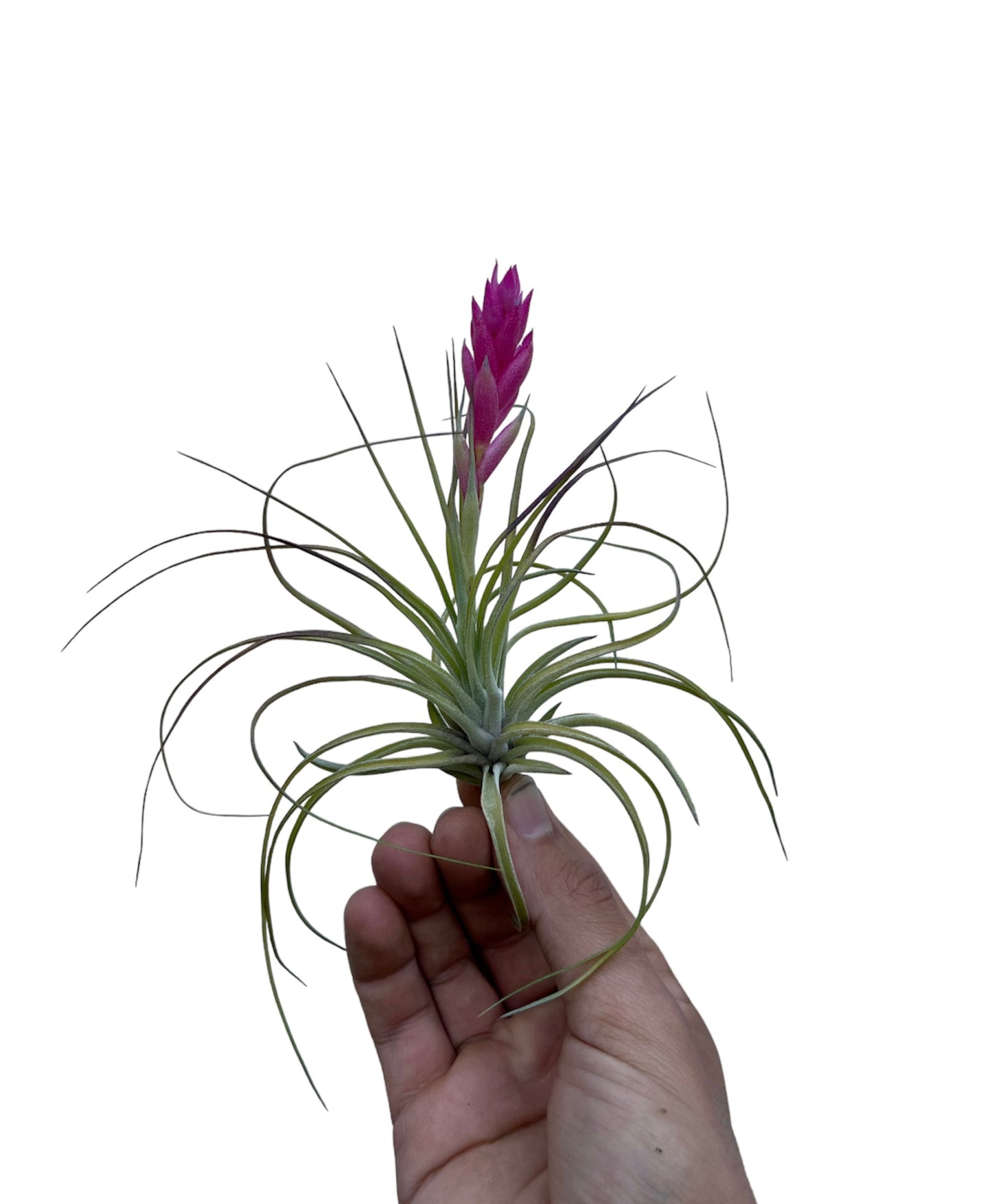 Stricta