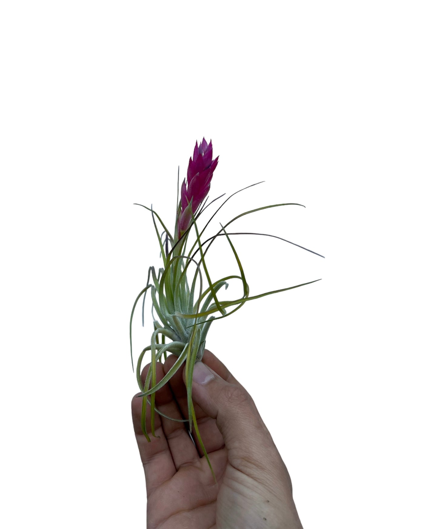 Stricta