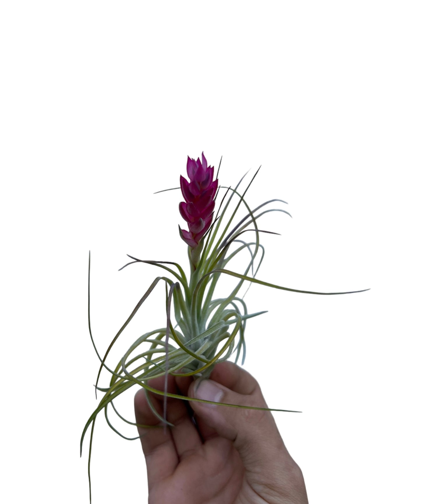Stricta