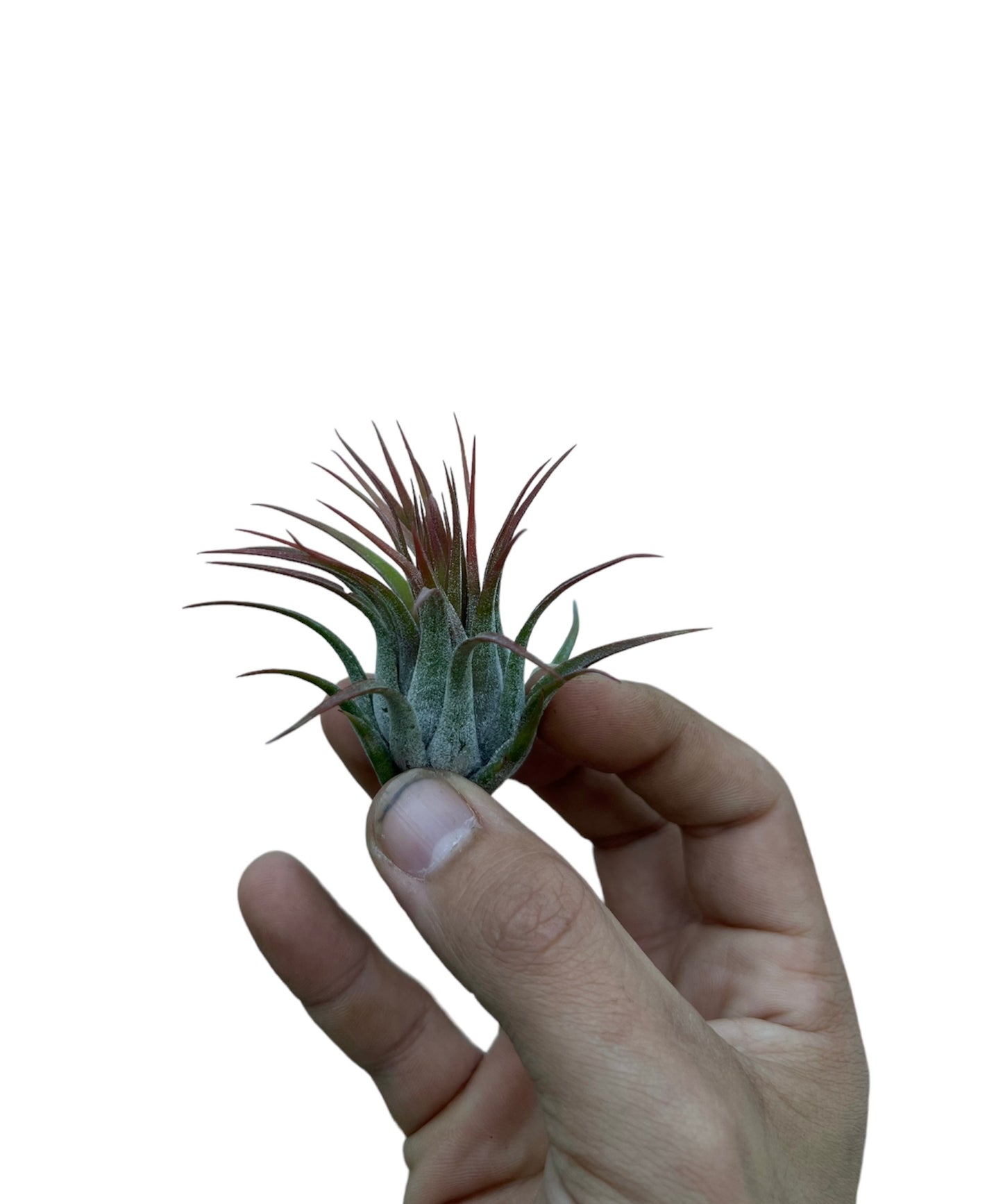 Ionantha Scaposa