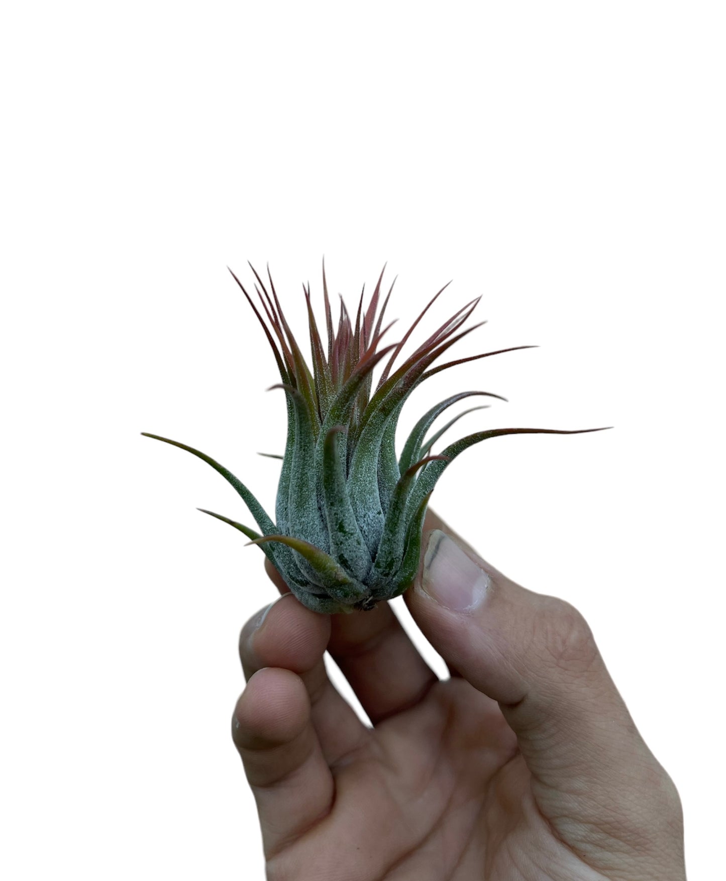 Ionantha Scaposa