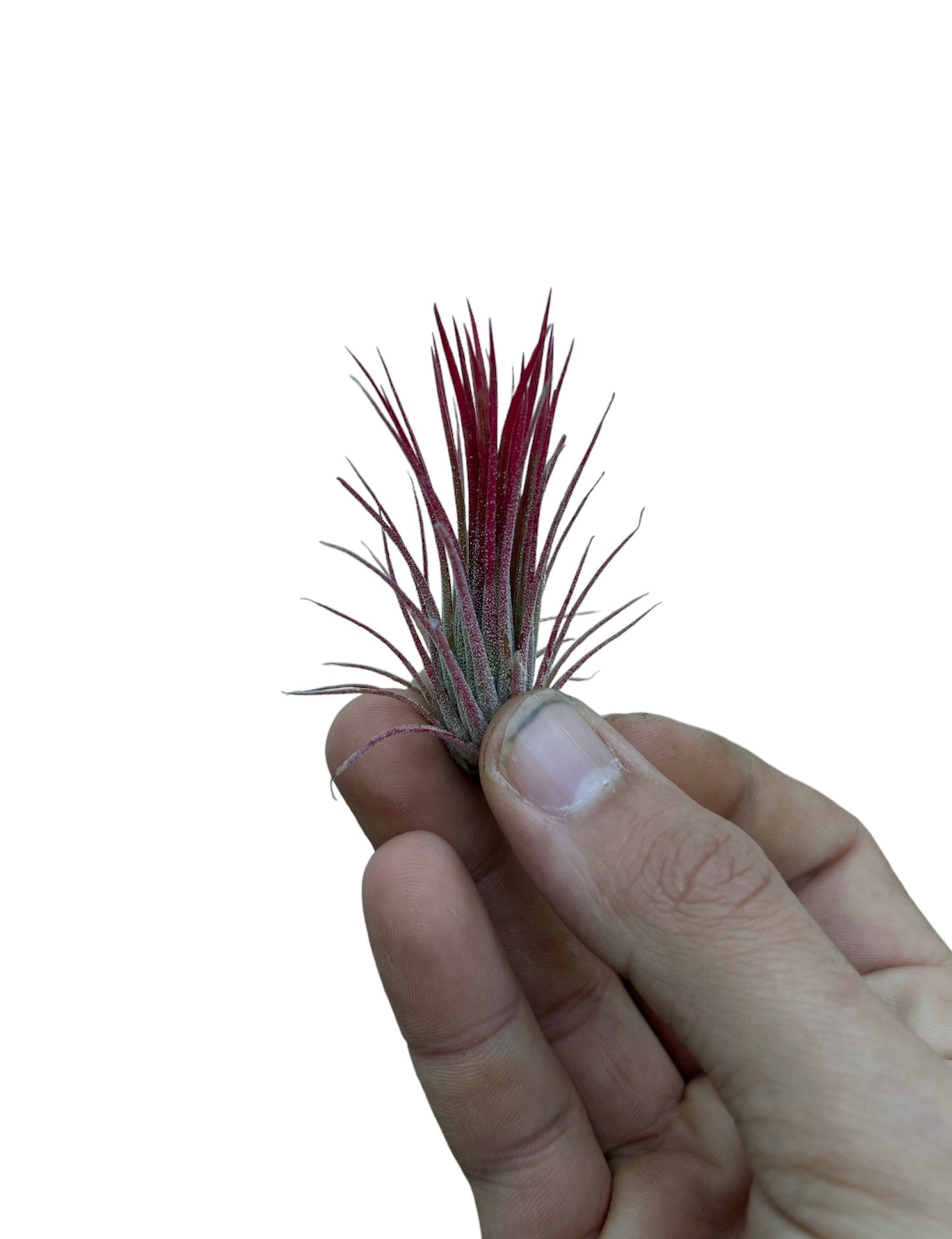 Ionantha Fuego