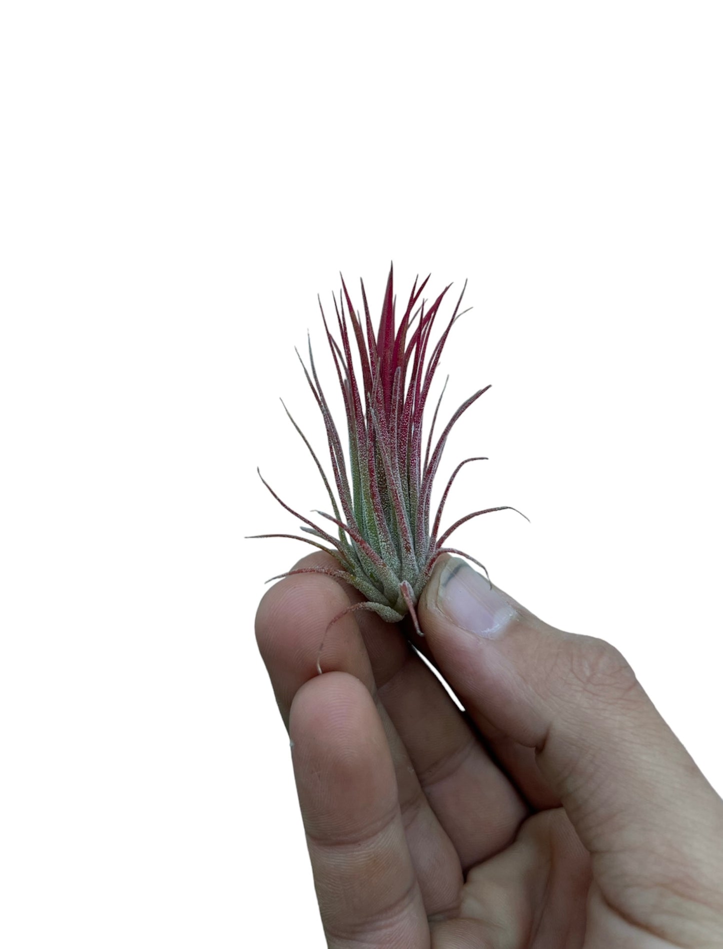 Ionantha Fuego