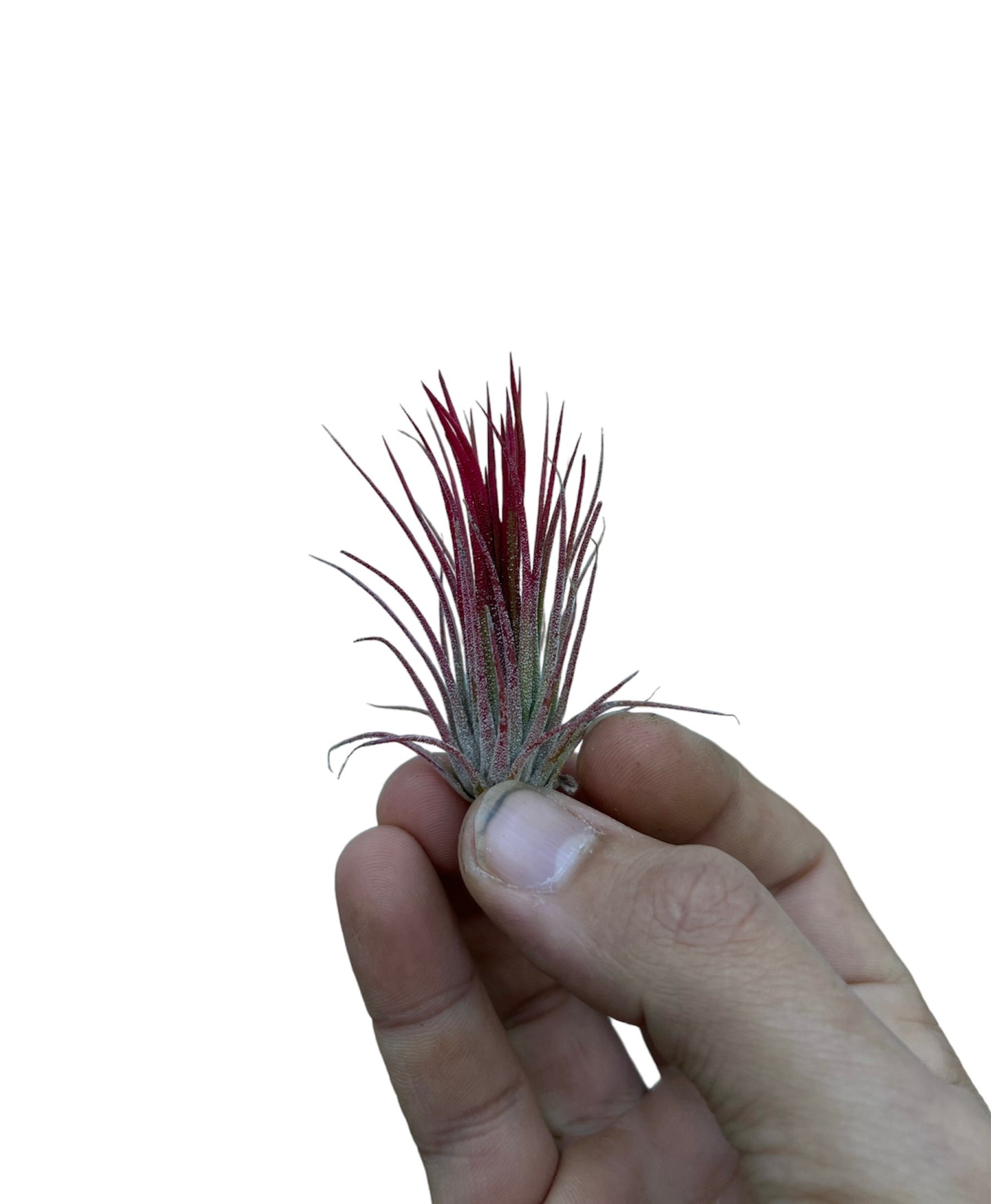 Ionantha Fuego