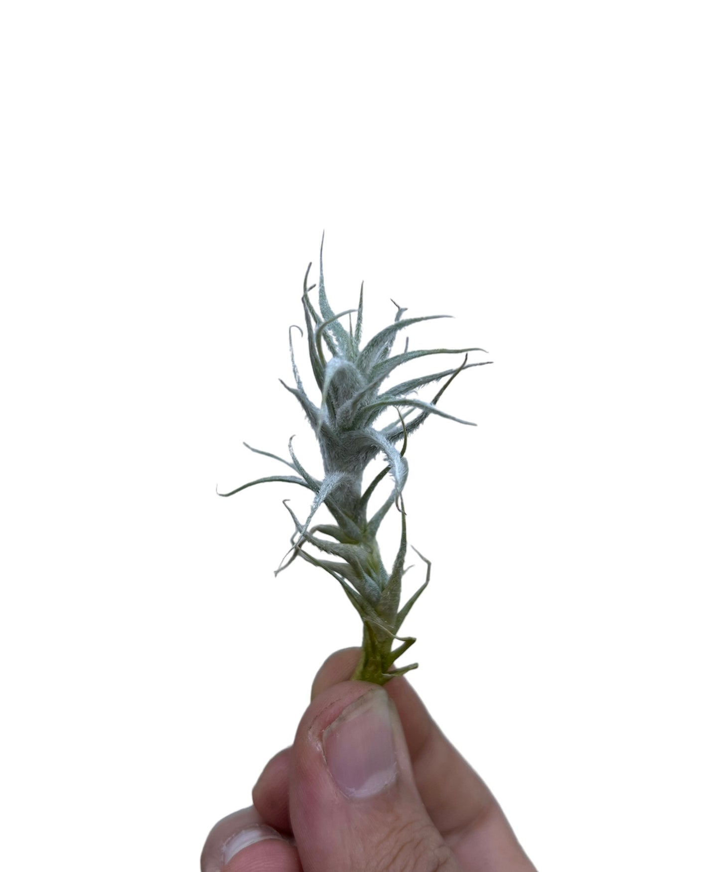 Stellifera
